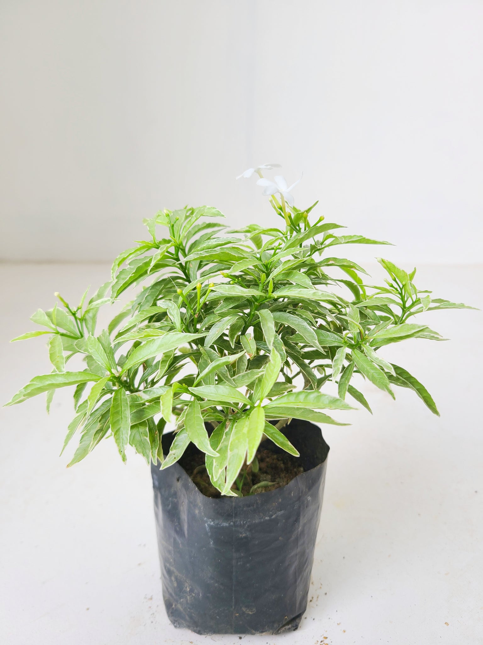 Tabernaemontana (White) Plant in Poly Bag : 6 to 8 Inches (Plant Height)