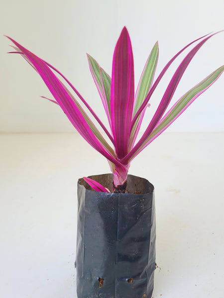 Rohio Verigated Plant in Poly Bag : 4 to 5 Inches (Plant Height)