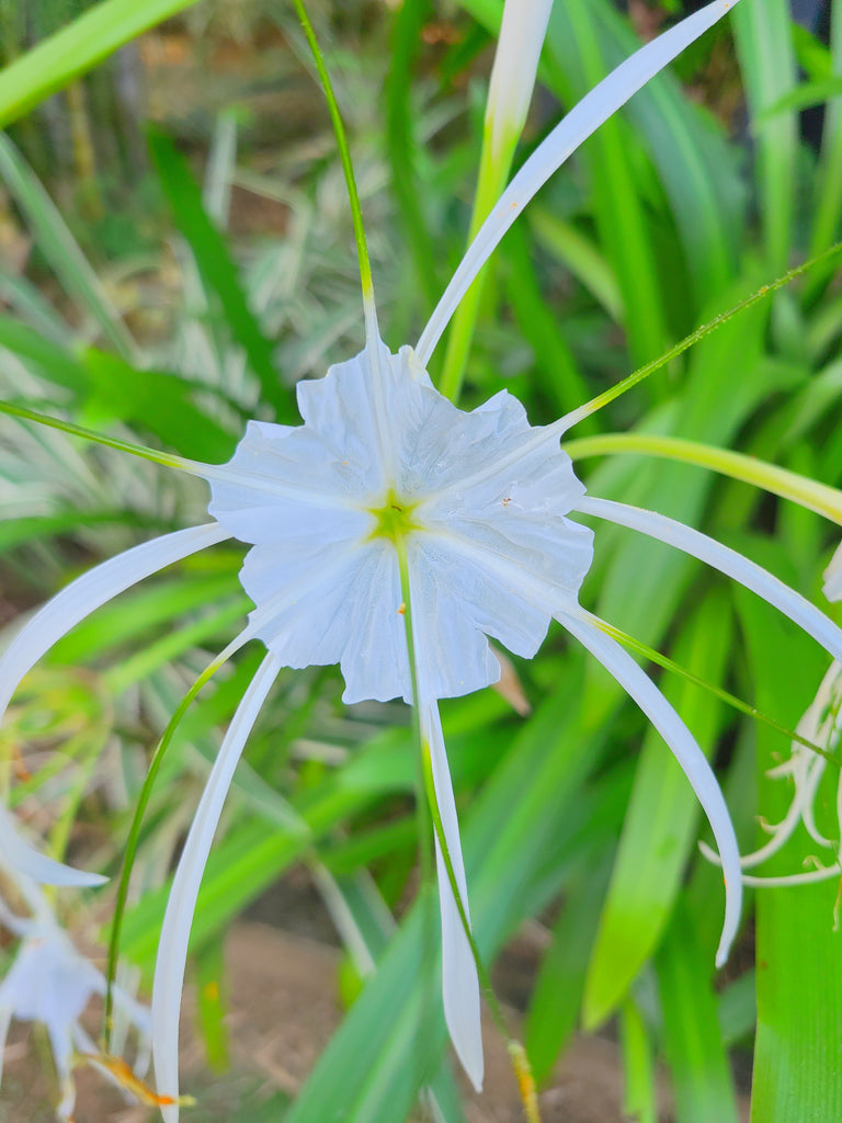 white spider lily plant Spider Lily Plant in Poly Bag – Plants & Plants Supercentre