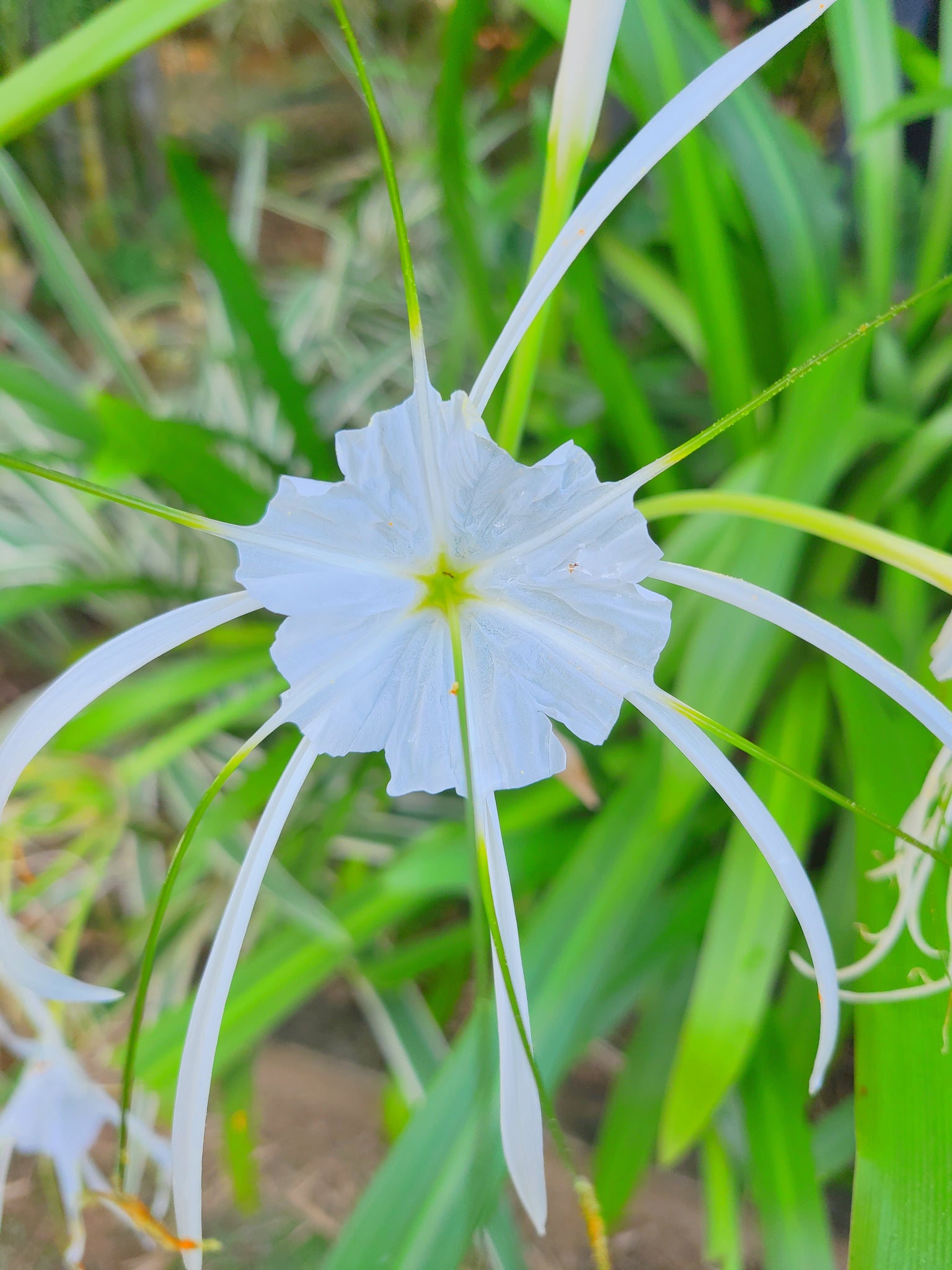 Spider lily Plant in Poly Bag : 12  to 20 Inches (Plant Height)