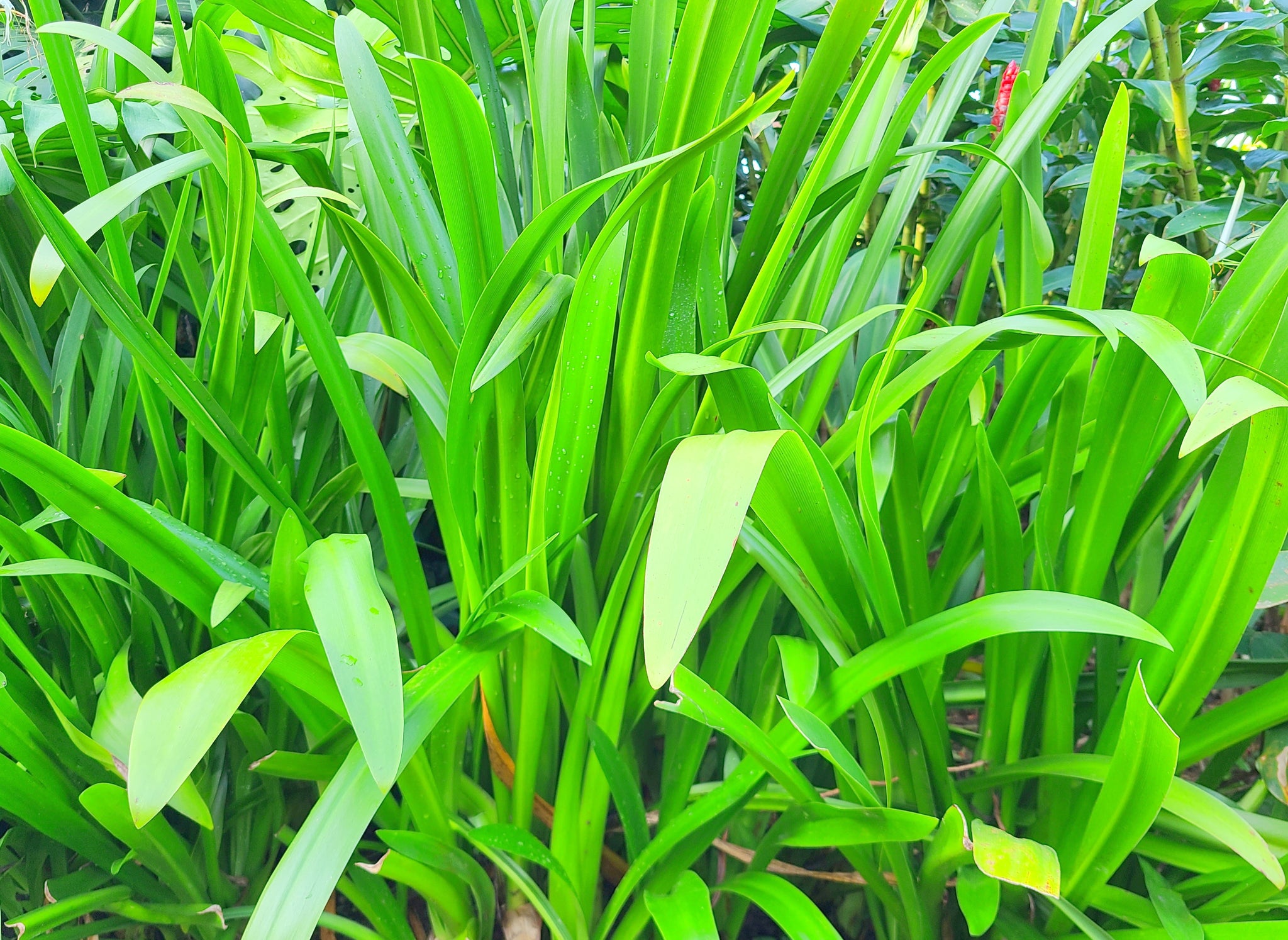 Spider Lily Plant in Poly Bag – Plants & Plants Supercentre
