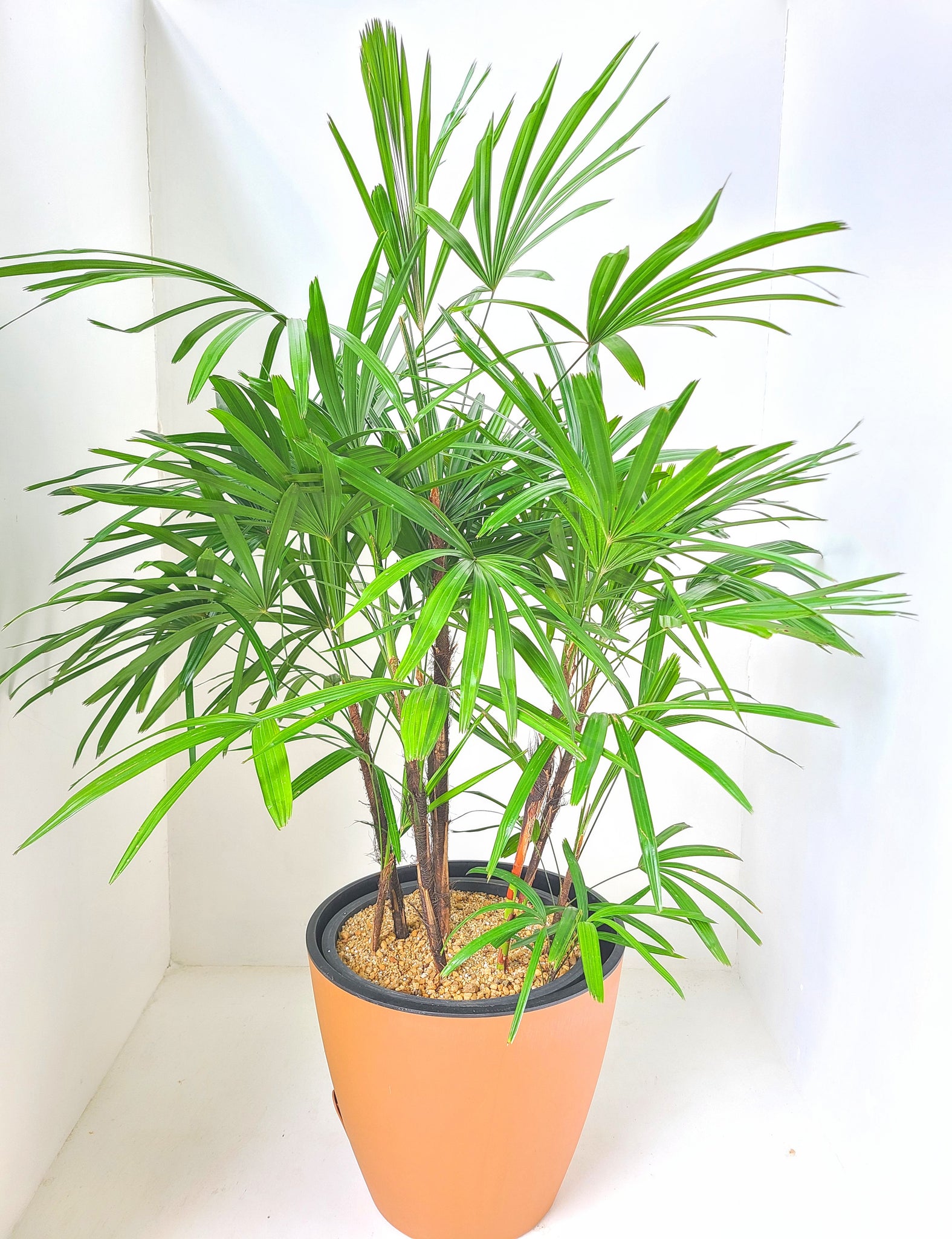Rhapis plant with double assy pot
