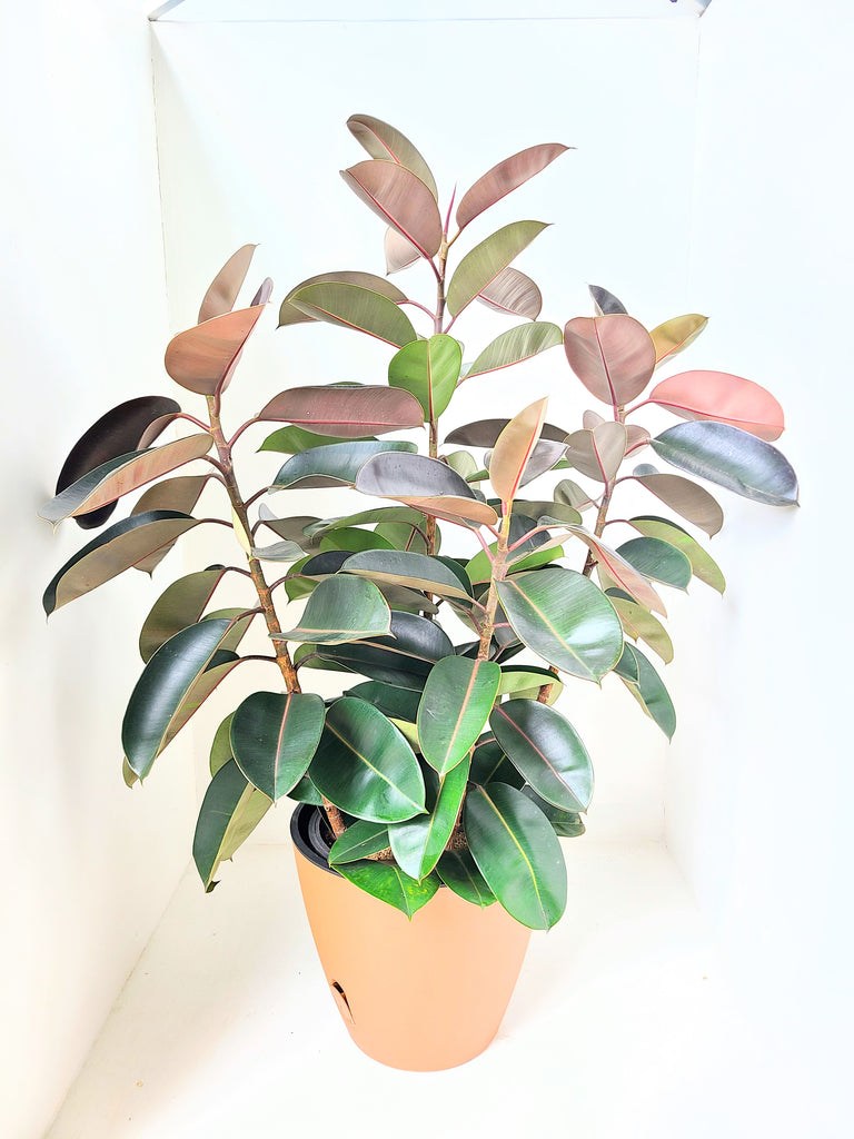 double pot plant Rubber plant in a Double Aussy Pot – Plants & Plants Supercentre