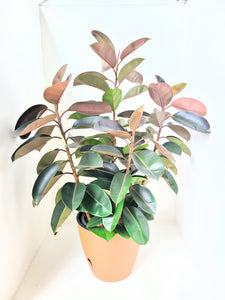 Rubber plant in an Double Aussy Pot