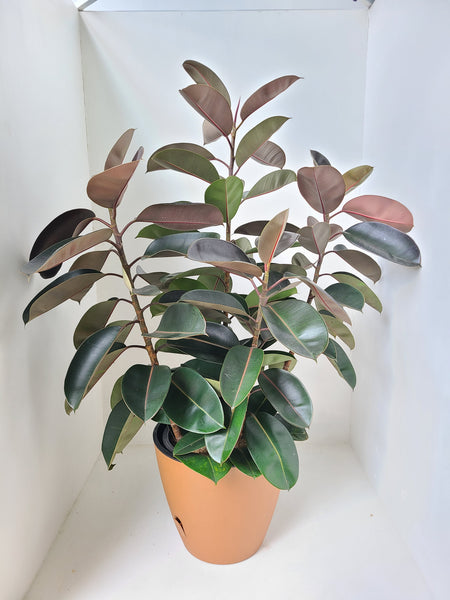 Rubber plant in an Double Aussy Pot