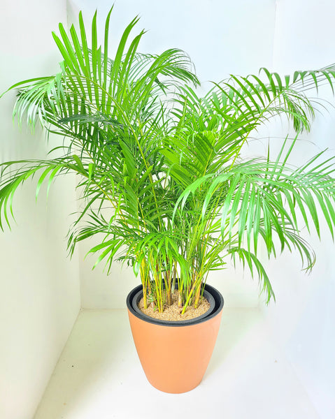 Cane Palm Plants in a Double Aussy Pot