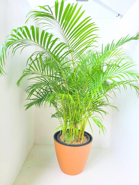 Cane Palm Plants in a Double Aussy Pot