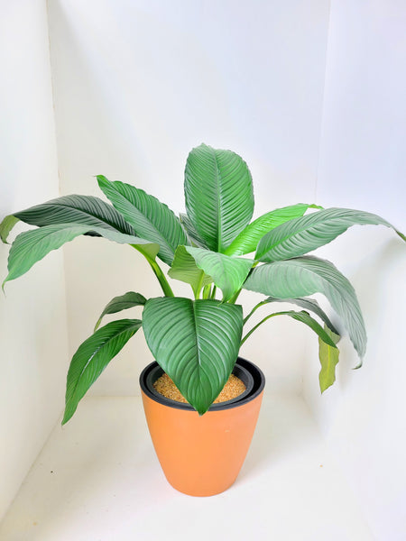 Spathiphyllum Sensation Plant in an Double Aussy Pot