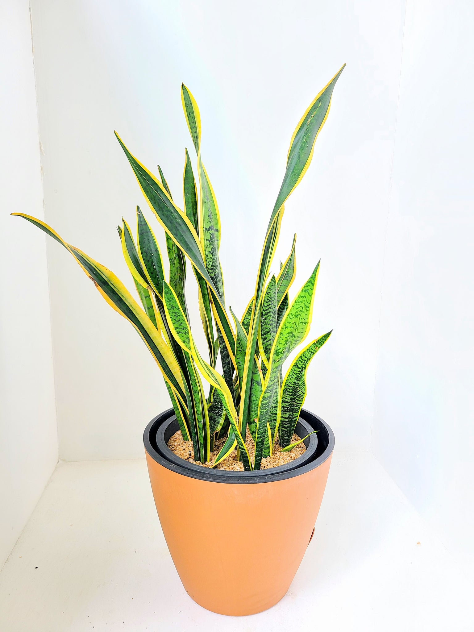 Sansevieria Trifasciata Plant in an Double Aussy Pot