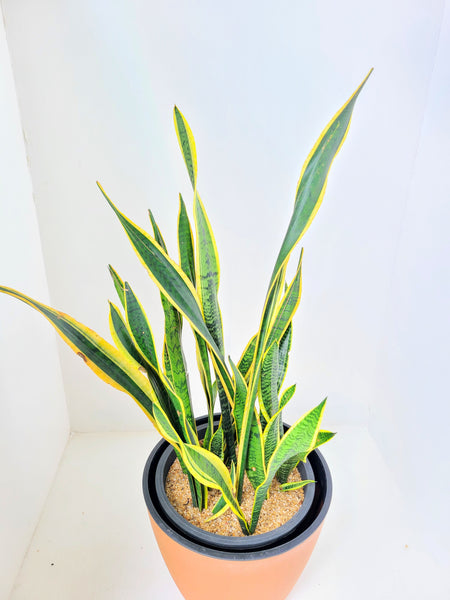 Sansevieria Trifasciata Plant in an Double Aussy Pot