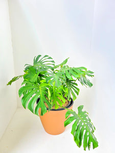 Monstera Deliciosa Plant in a Double Aussy Pot