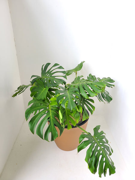 Monstera Deliciosa Plant in a Double Aussy Pot