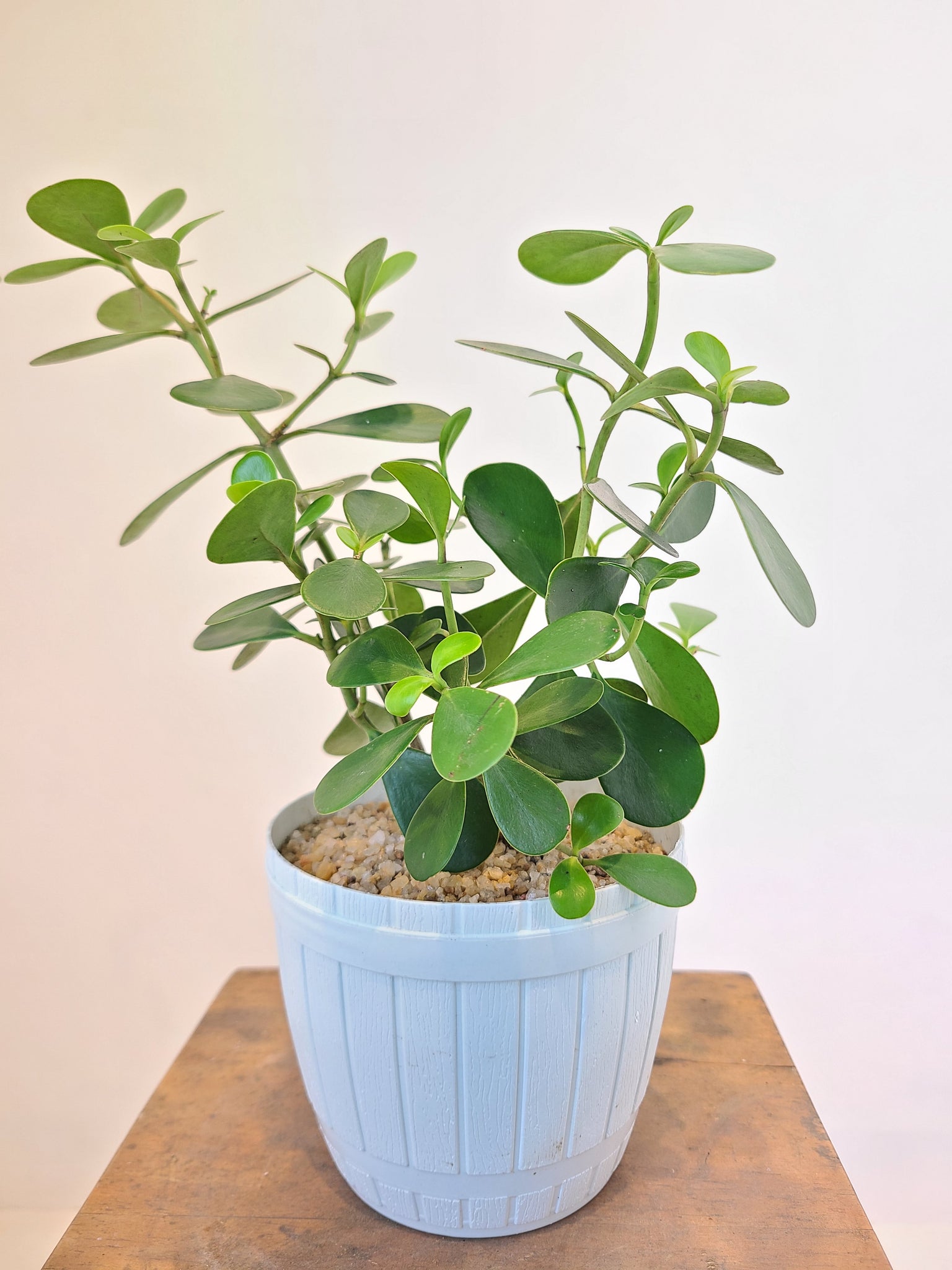 clusia plant indoor care Clusia Plant in a Plastic Pot – Plants & Plants Supercentre