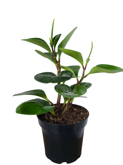 Peperomia Green Plant in Plastic Pot