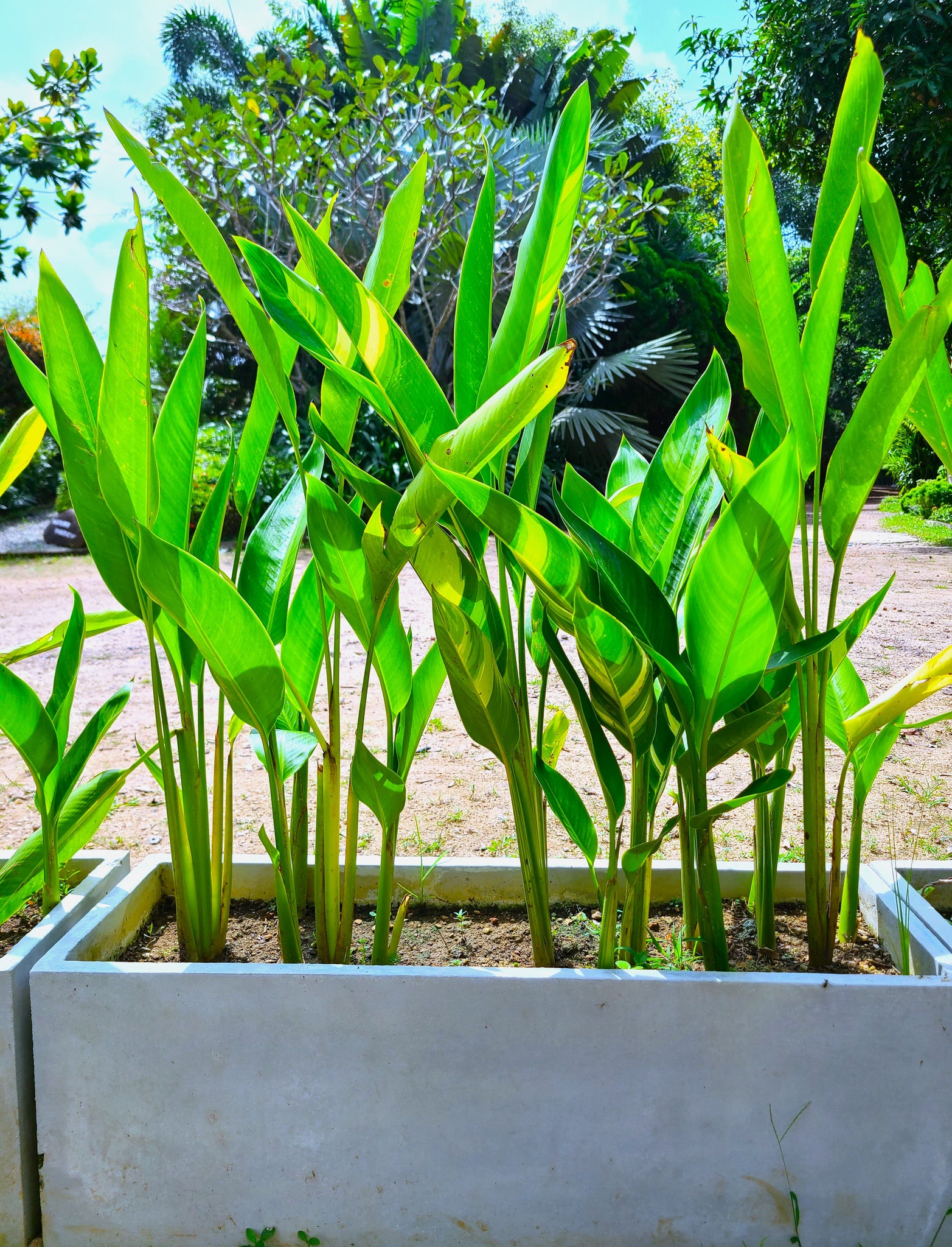 heliconia plant in pot Heliconia Variegated Plant in a Titanium Pot – Plants & Plants Supercentre