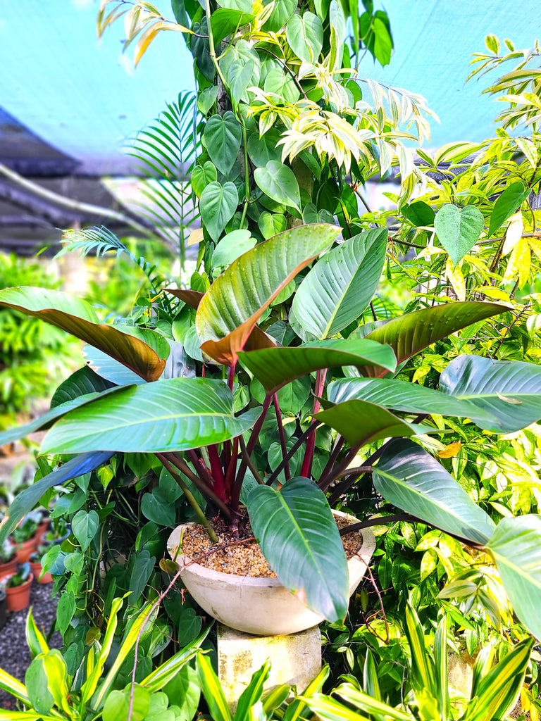 tropical outdoor plants for pots Philodendron Congo Rajo Plant in a Titanium Pot – Plants & Plants Supercentre
