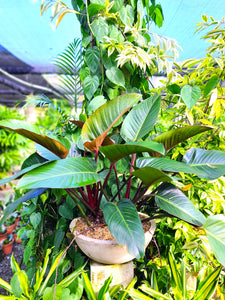 melaloni philodendron Philodendron Congo Rajo Plant in a Titanium Pot – Plants & Plants Supercentre