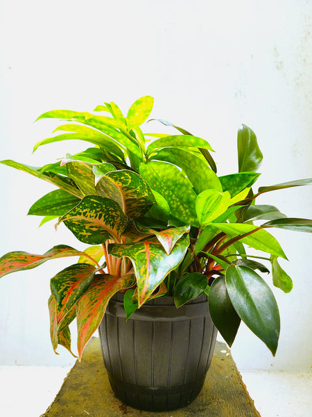 Indoor plants arrangement in a plastic pot