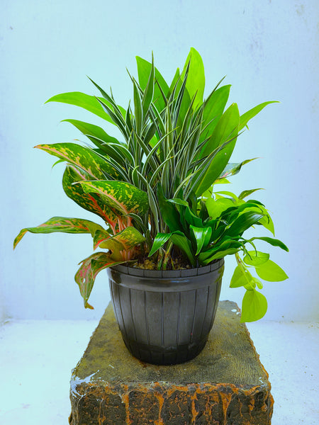 Indoor plants arrangement in a plastic pot
