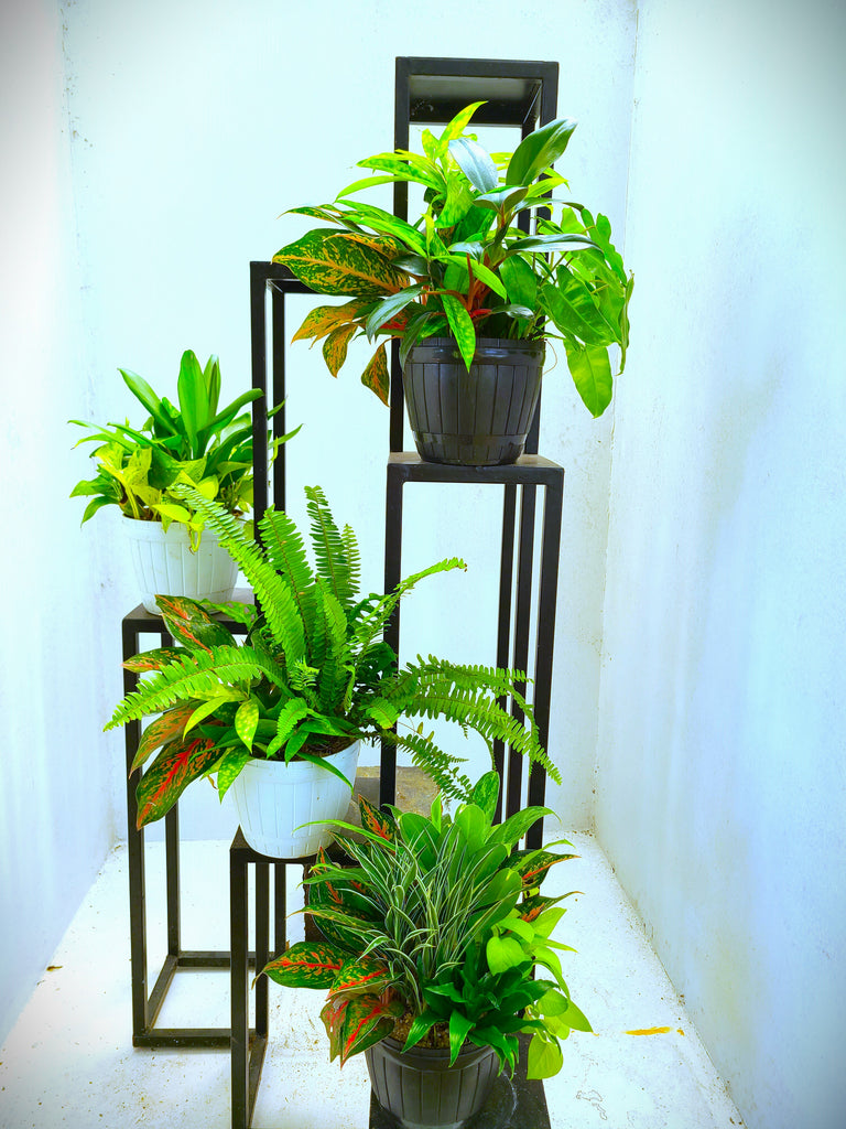 do indoor plants need to be in plastic pots Indoor Plants Arrangement in a Plastic Pot – Plants & Plants Supercentre