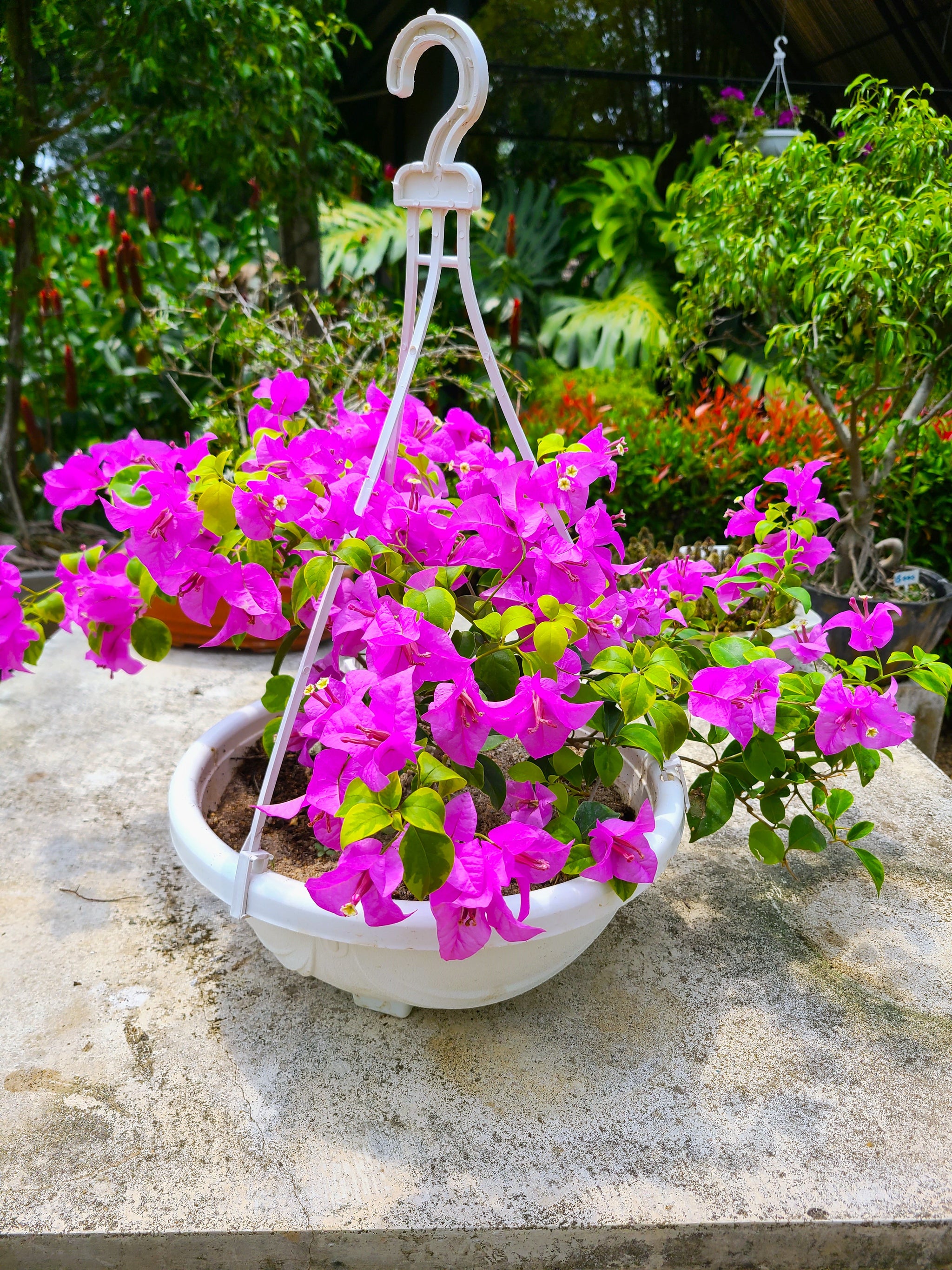bougainvillea hanging plant Bougainvillea Hanging Pot – Plants & Plants Supercentre