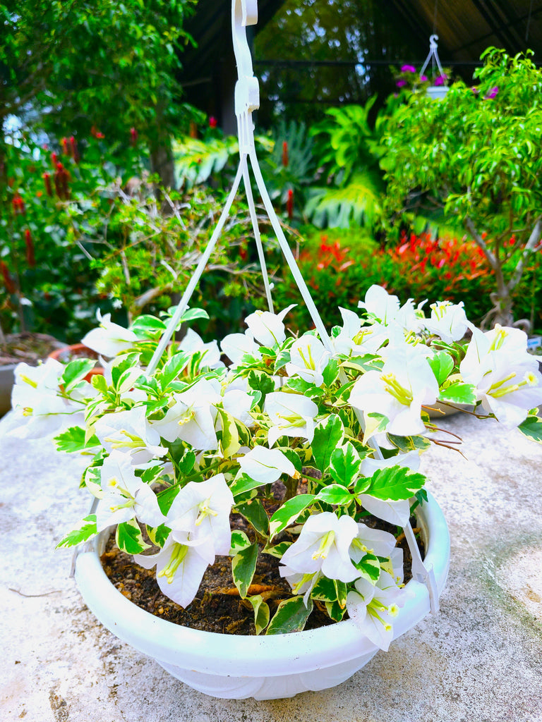bougainvillea plant hanging basket Bougainvillea Hanging Pot – Plants & Plants Supercentre