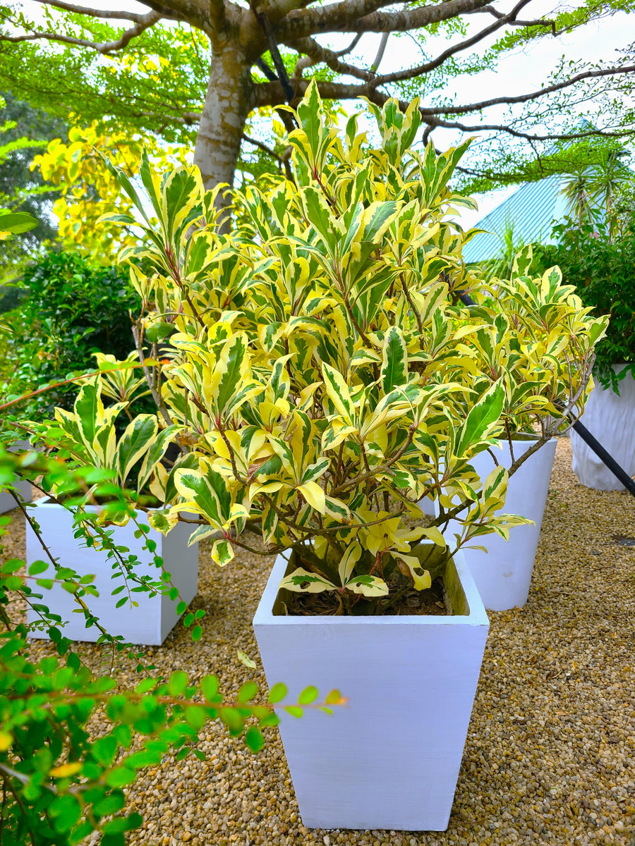 Baludan Variegated Plant in a Titanium Pot – Plants & Plants Supercentre