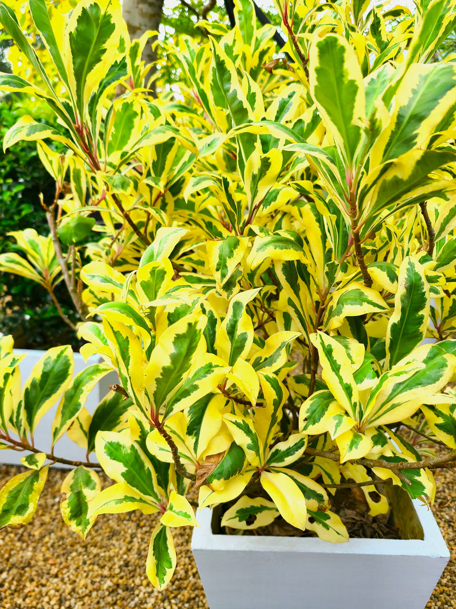 Baludan Variegated Plant in a Titanium Pot – Plants & Plants Supercentre
