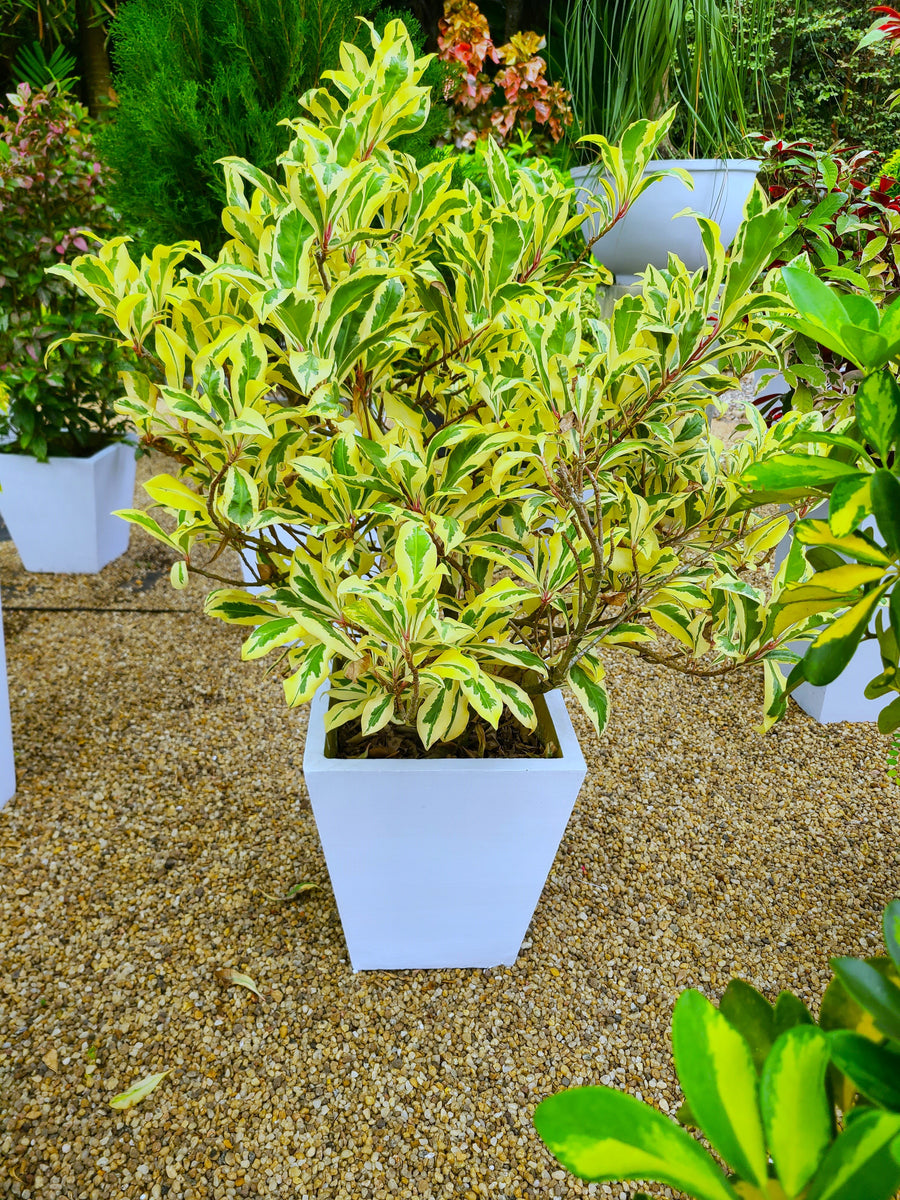 Baludan Variegated Plant in a Titanium Pot – Plants & Plants Supercentre