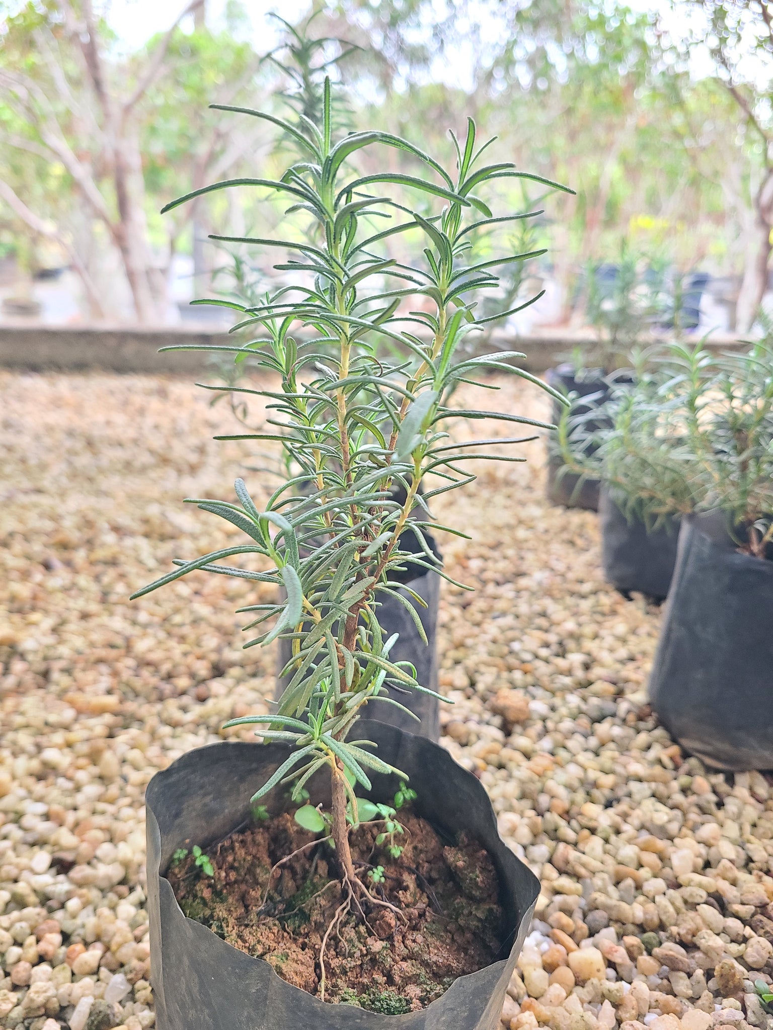 Rosemary Herb in Poly Bag  : 3 to 4 Inches (Plant Height)