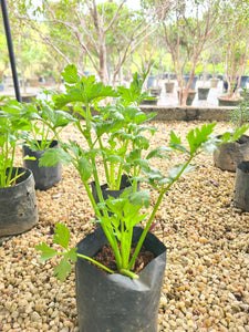 Celery Herb Plants in Poly Bag : 6 to 9 Inches (Plant Height)