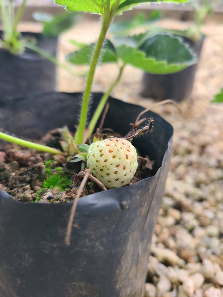 Strawberry plant In Poly bag