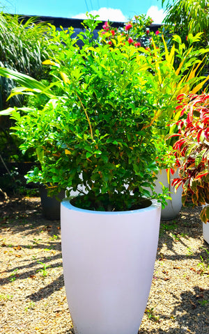 Atteriya Plant Display - Titanium Pot