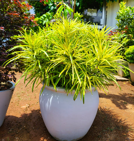 Osmoxylon yellow plant Display- Titanium pot