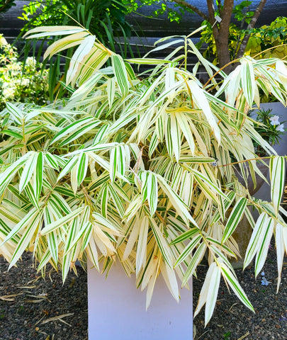 White Bamboo display - Titanium pot