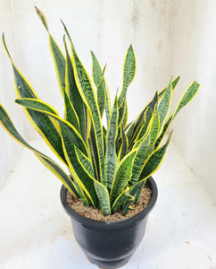 Sansevieria Trifasciata Plant in a Black Plastic Pot