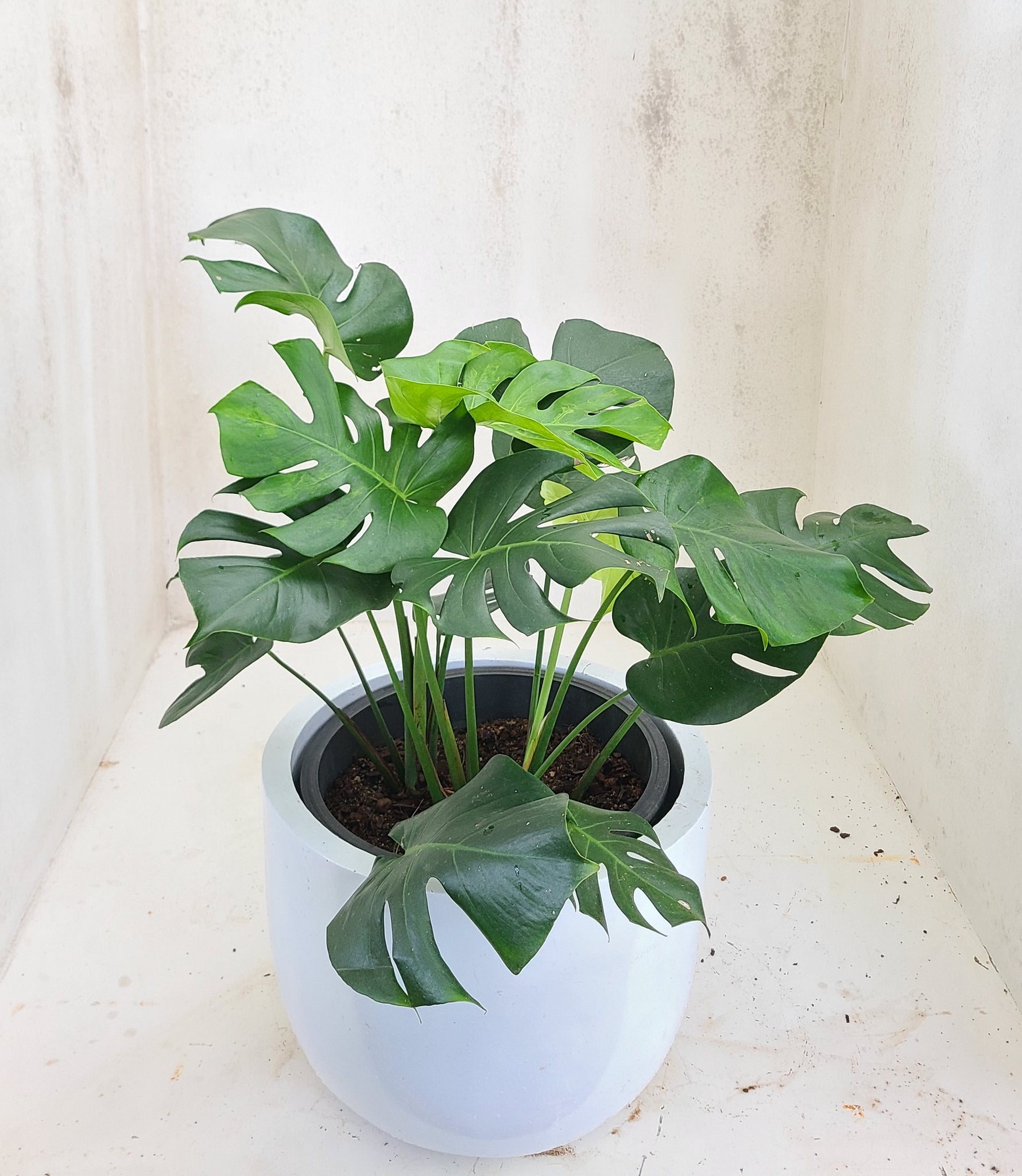 Monstera Deliciosa Plant in a Titanium Pot