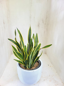 Sansevieria Trifasciata ( Snake plant ) in a Titanium Pot