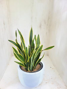 snake plant tucson Sansevieria Trifasciata (Snake Plant) in a Titanium Pot – Plants & Plants Supercentre