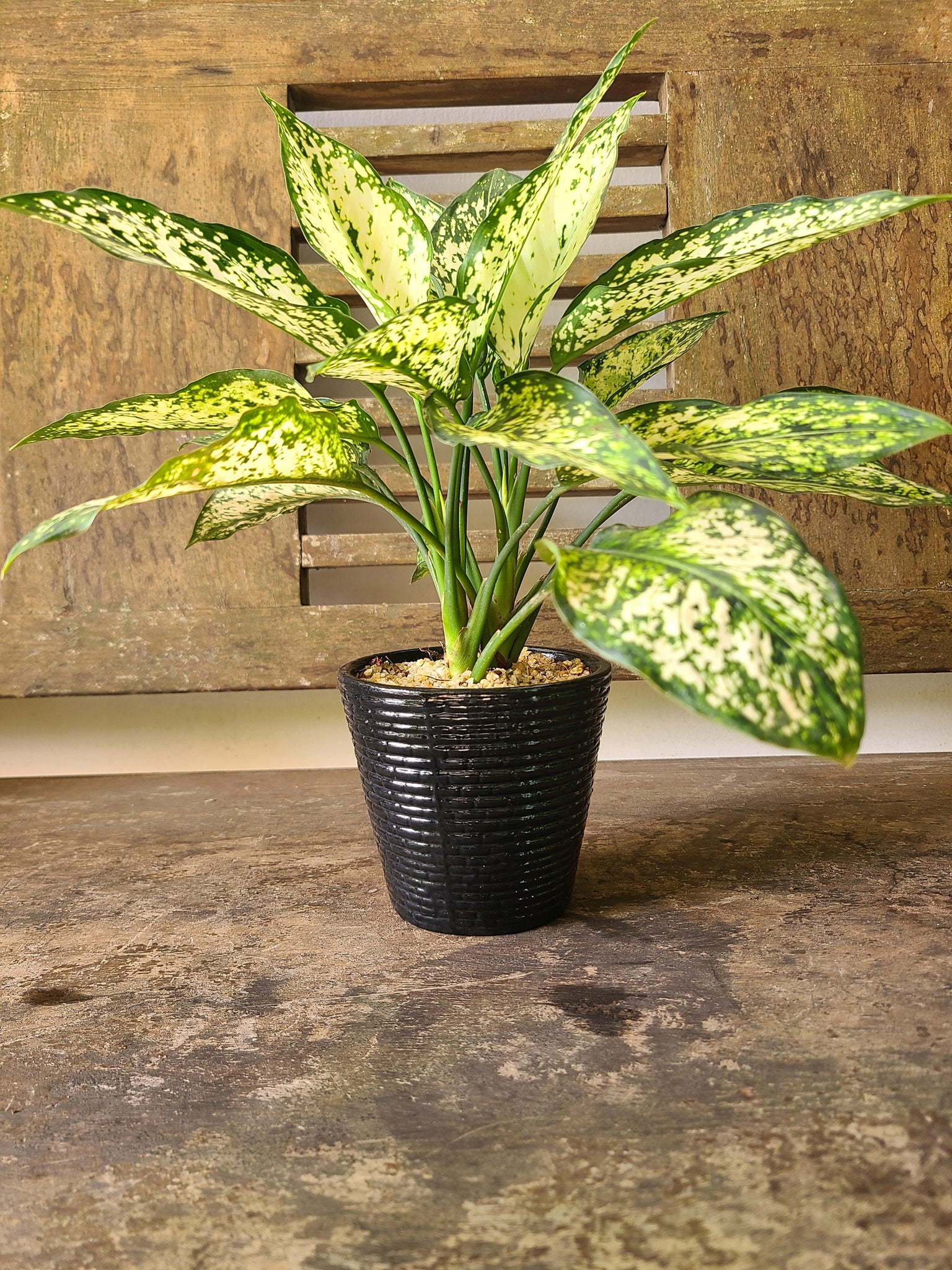 Aglaonema Snow White ( Table pot )