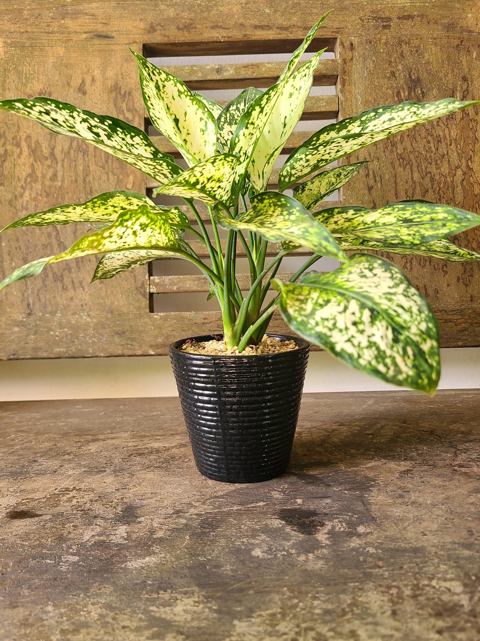 aglaonema snow white plant Aglaonema Snow White Plant in a Black Ceramic Pot – Plants & Plants Supercentre