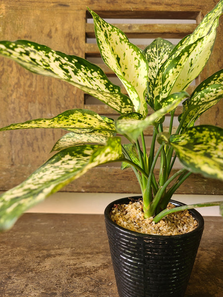 Aglaonema Snow White ( Table pot )