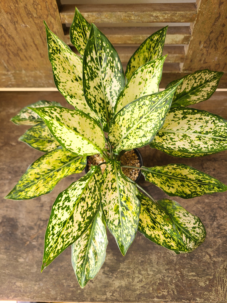 aglaonema snow white price Aglaonema Snow White Plant in a Black Ceramic Pot – Plants & Plants Supercentre
