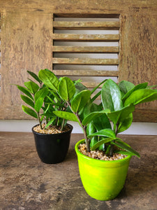 ZZ Plant (Zanzibar Gem) in a Ceramic Pot