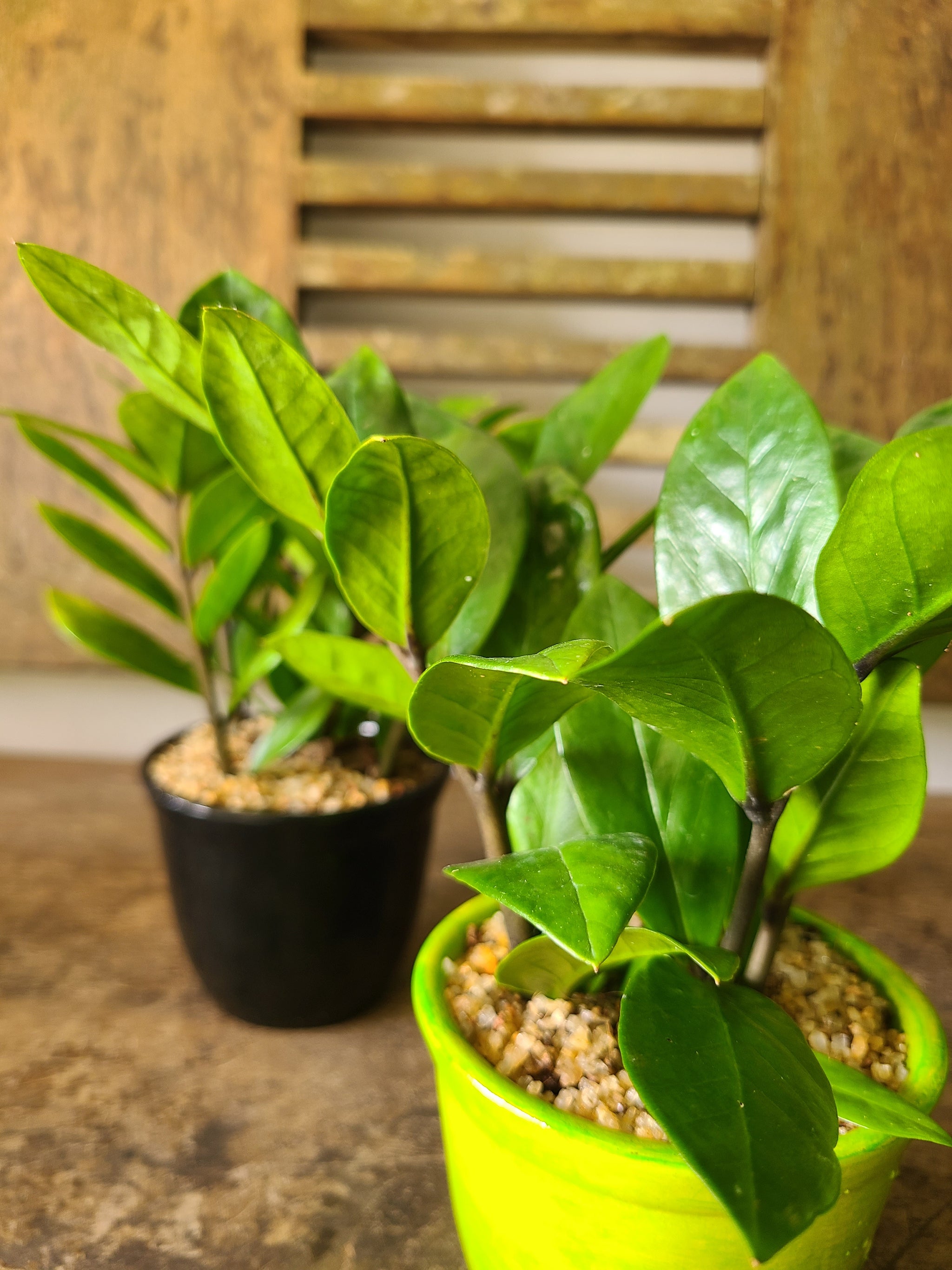 ZZ Plant (Zanzibar Gem) in a Ceramic Pot – Plants & Plants