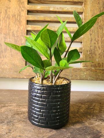 ZZ Plant (Zanzibar Gem) in a Black Ceramic Pot