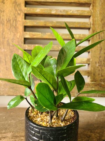 ZZ Plant (Zanzibar Gem)