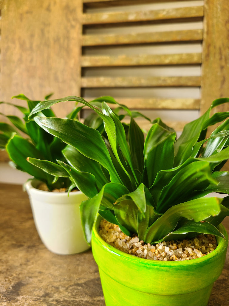 dracaena compacta price Dracaena Compacta Plant in Ceramic Pots – Plants & Plants Supercentre