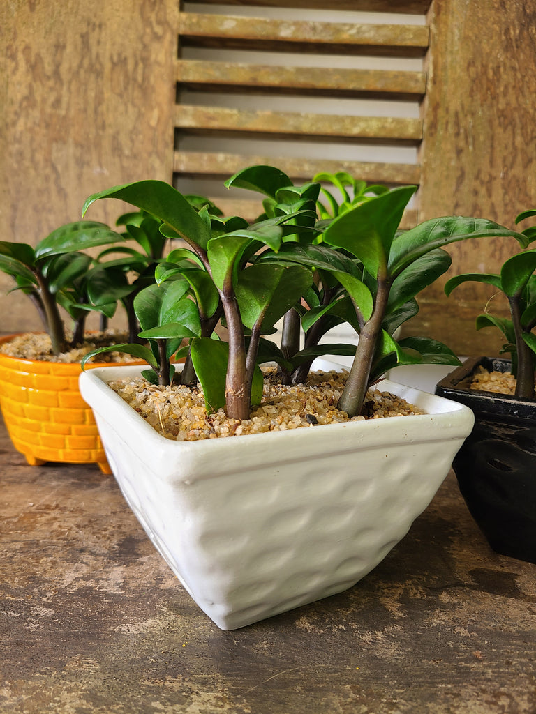 pots for zz plants Dwarf ZZ Plant in Ceramic Pots – Plants & Plants Supercentre