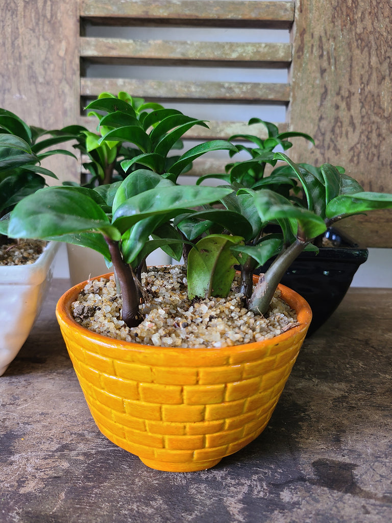 dwart zz plant Dwarf ZZ Plant in Ceramic Pots – Plants & Plants Supercentre